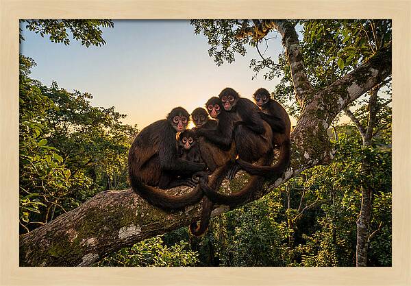 Spider Monkey Bonding