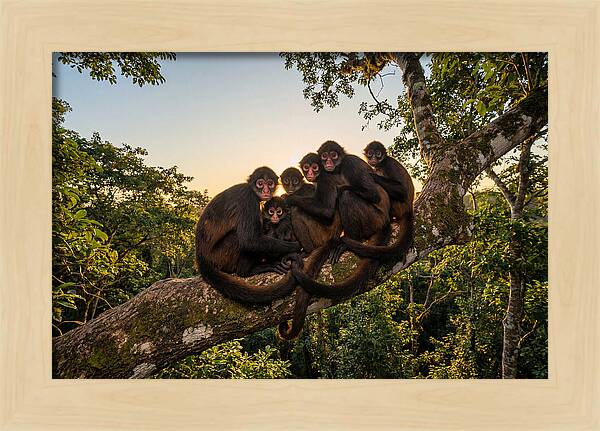Spider Monkey Bonding