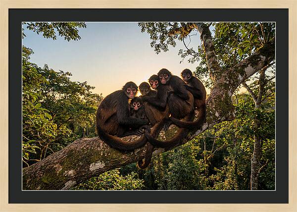 Spider Monkey Bonding