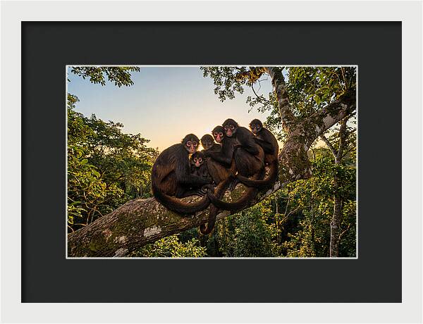 Spider Monkey Bonding