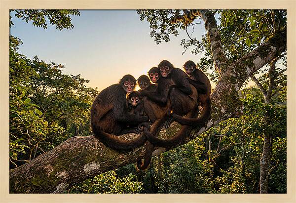Spider Monkey Bonding