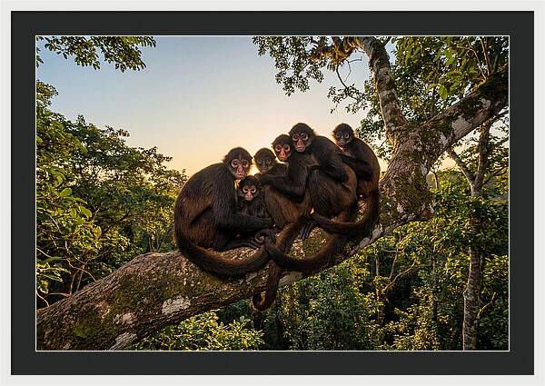 Spider Monkey Bonding