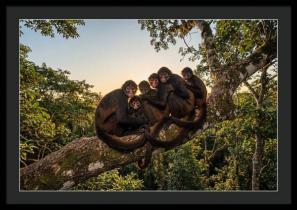 Spider Monkey Bonding