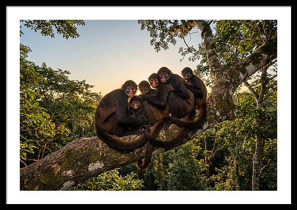 Spider Monkey Bonding