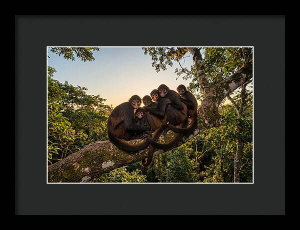 Spider Monkey Bonding