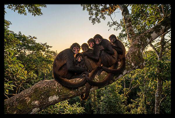 Spider Monkey Bonding