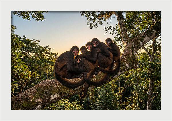 Spider Monkey Bonding