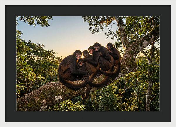 Spider Monkey Bonding