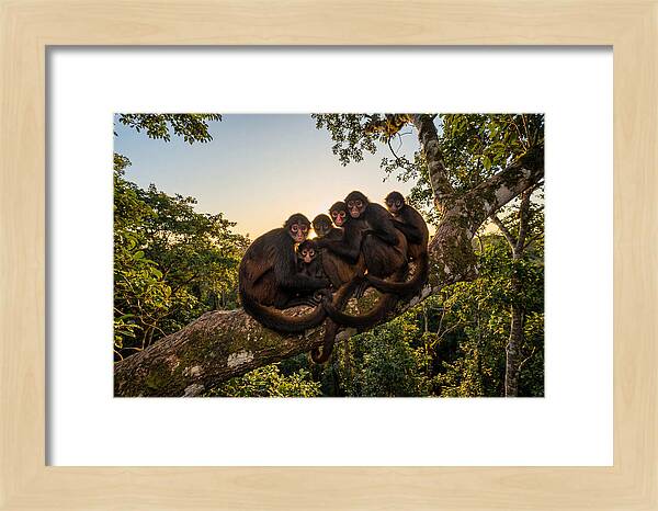 Spider Monkey Bonding