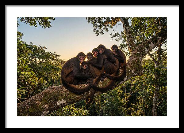 Spider Monkey Bonding