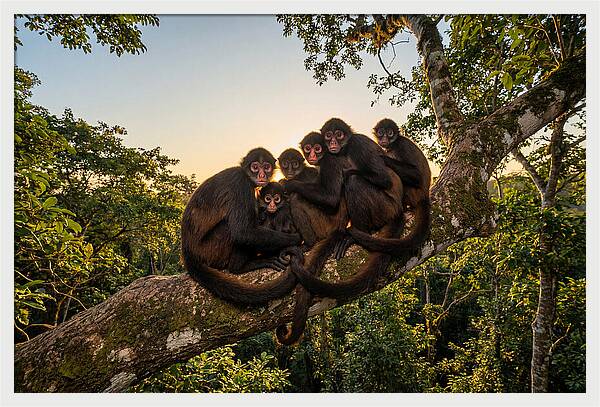 Spider Monkey Bonding