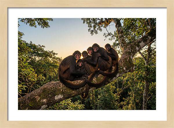 Spider Monkey Bonding