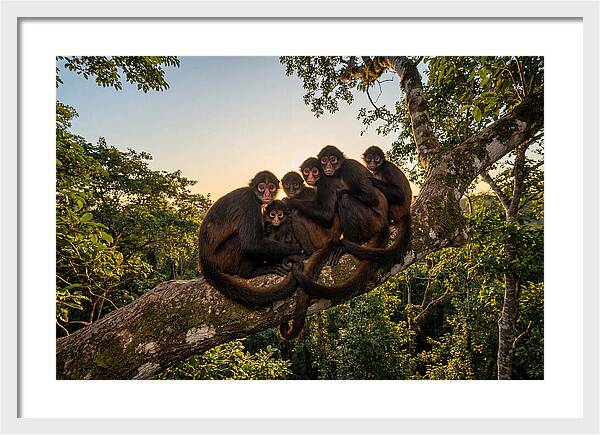 Spider Monkey Bonding
