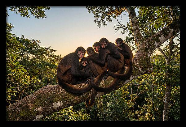 Spider Monkey Bonding