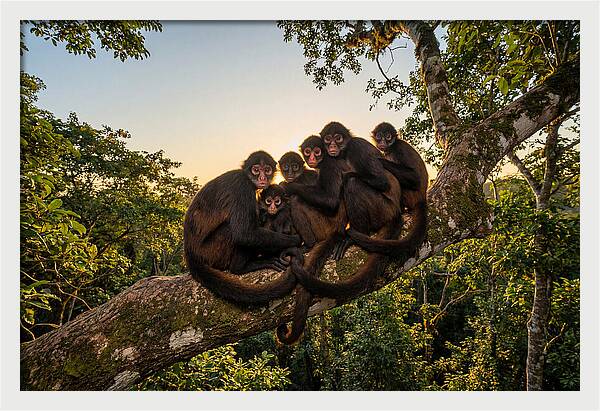 Spider Monkey Bonding