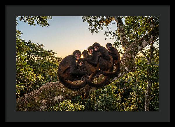 Spider Monkey Bonding
