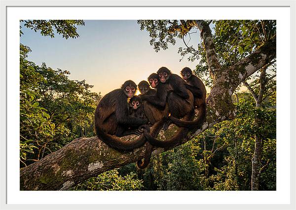 Spider Monkey Bonding