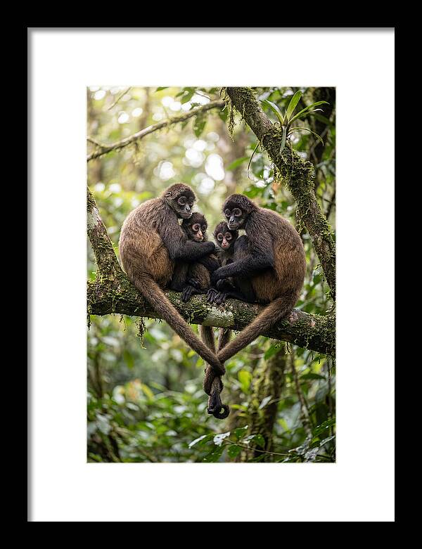 Spider Monkey Family