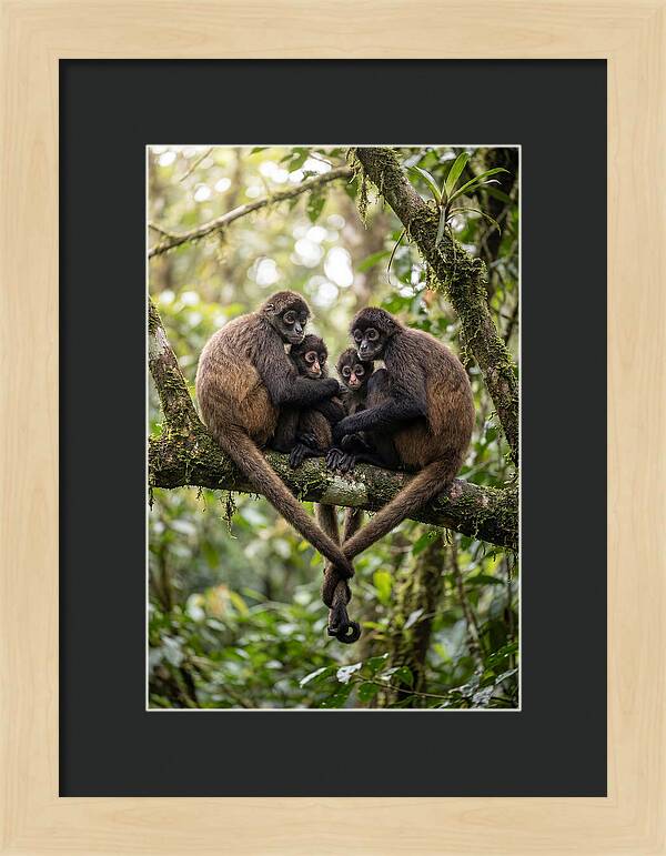 Spider Monkey Family