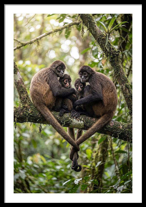Spider Monkey Family