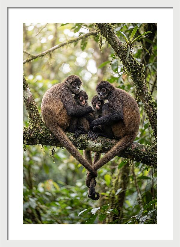 Spider Monkey Family