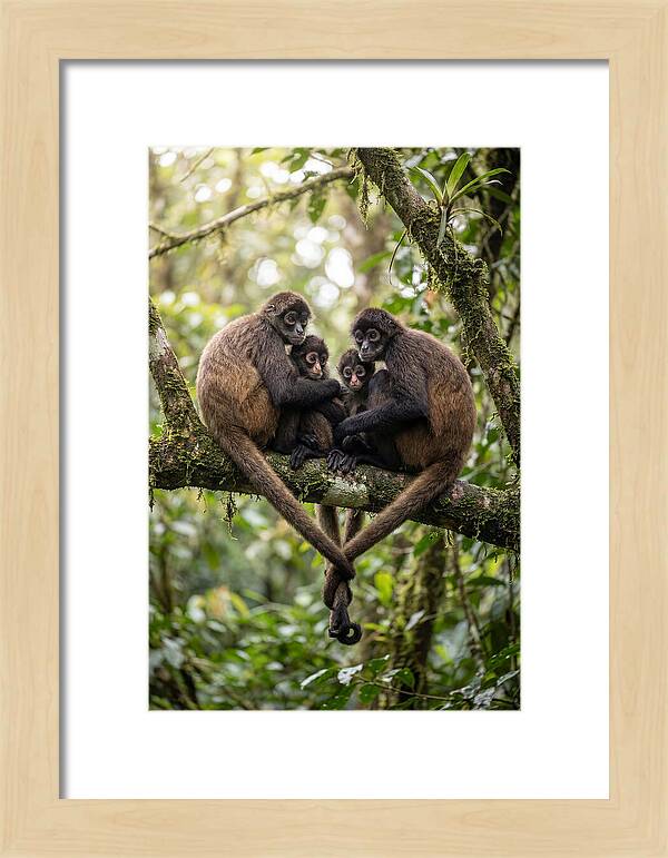 Spider Monkey Family
