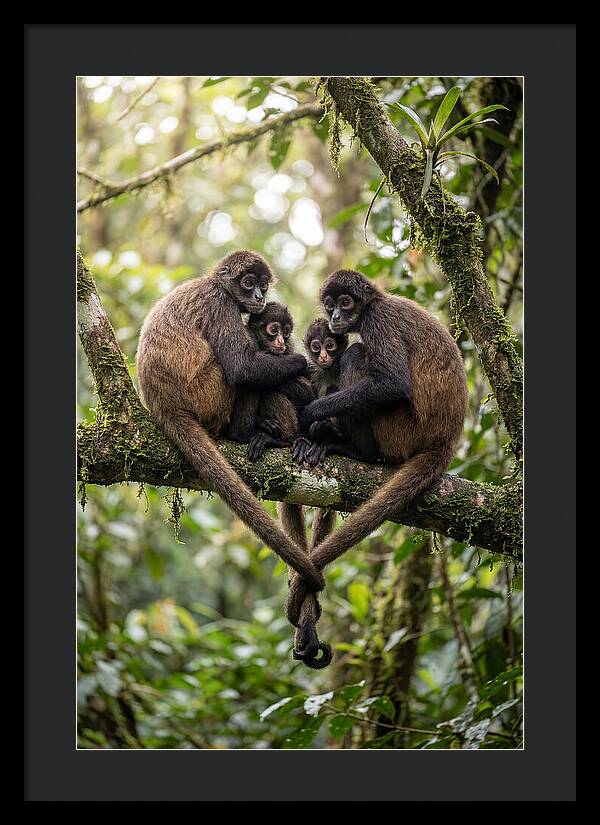 Spider Monkey Family