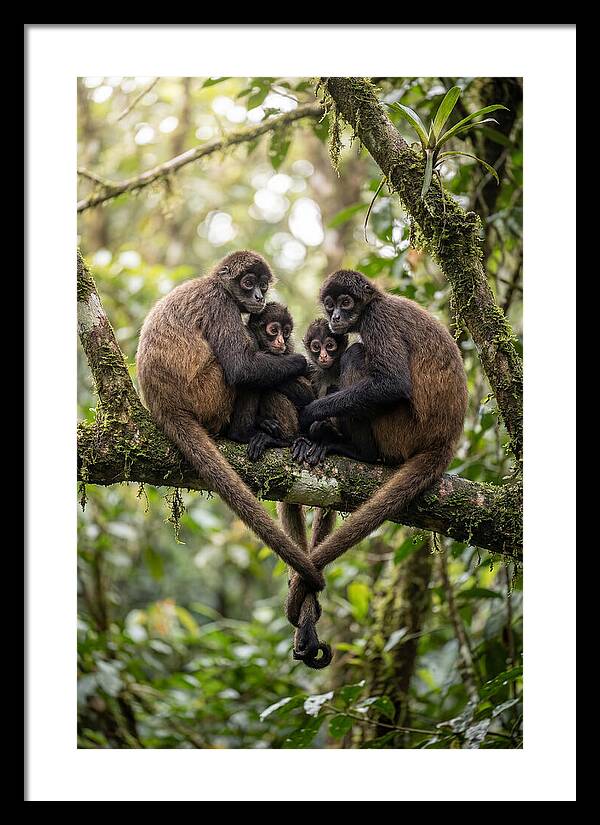 Spider Monkey Family