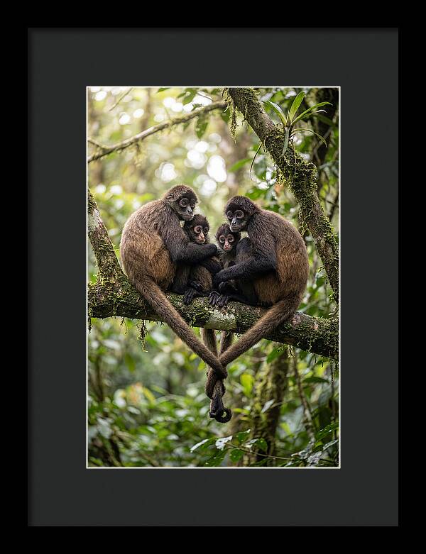 Spider Monkey Family