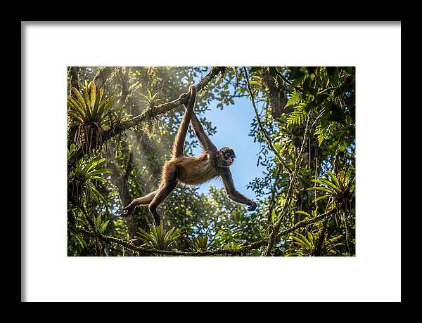 Spider Monkey Swinging Through Trees