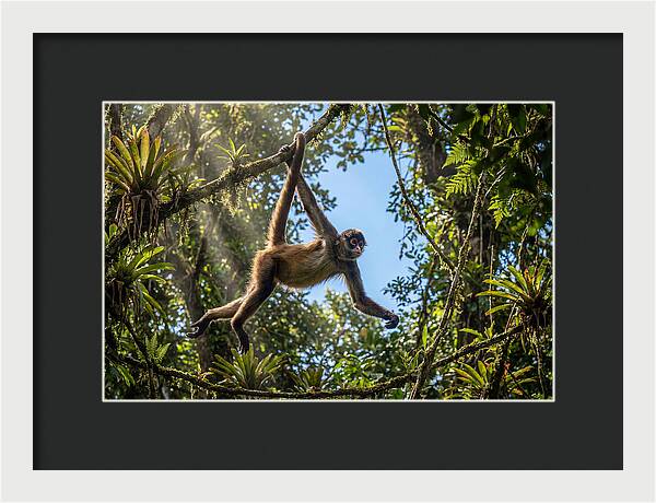 Spider Monkey Swinging Through Trees