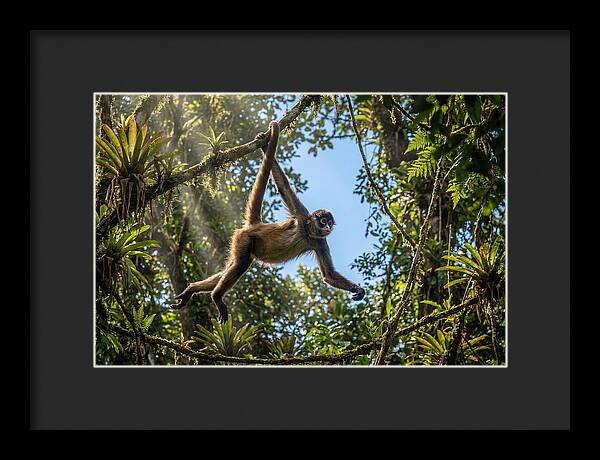 Spider Monkey Swinging Through Trees