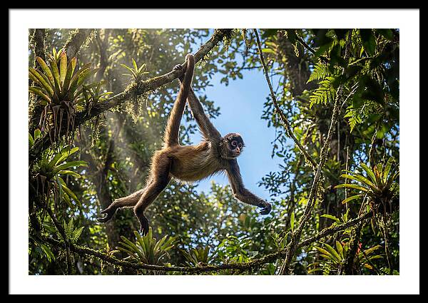 Spider Monkey Swinging Through Trees