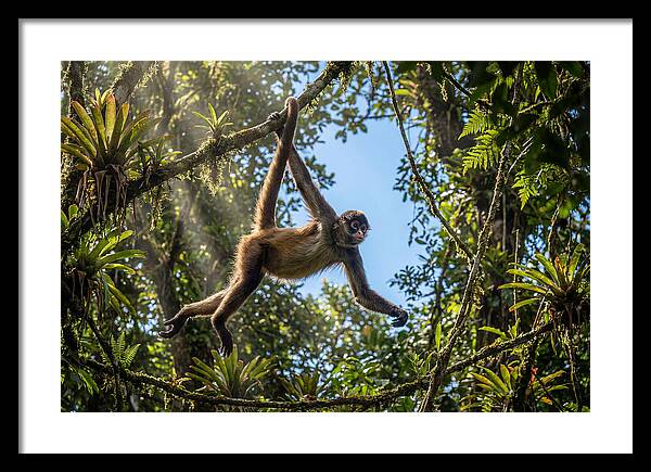 Spider Monkey Swinging Through Trees
