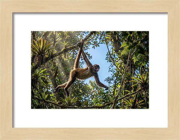 Spider Monkey Swinging Through Trees