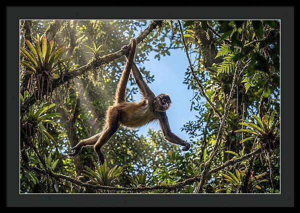Spider Monkey Swinging Through Trees
