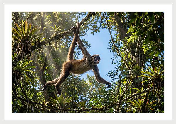 Spider Monkey Swinging Through Trees