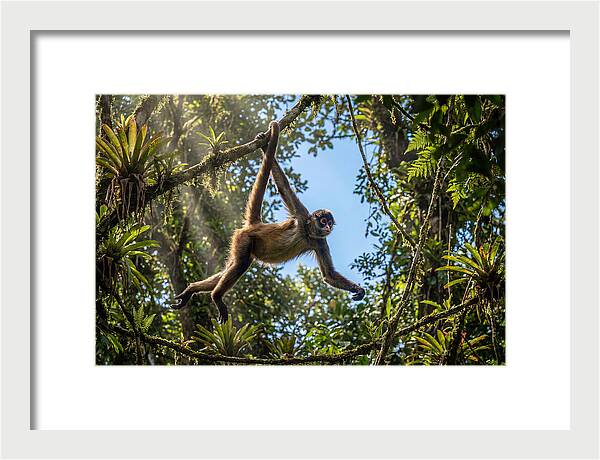 Spider Monkey Swinging Through Trees