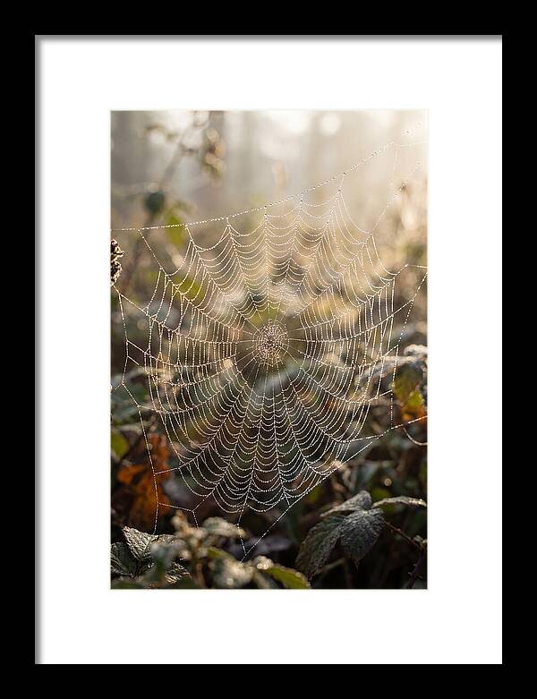 Spider Web Glimmering In Morning Light