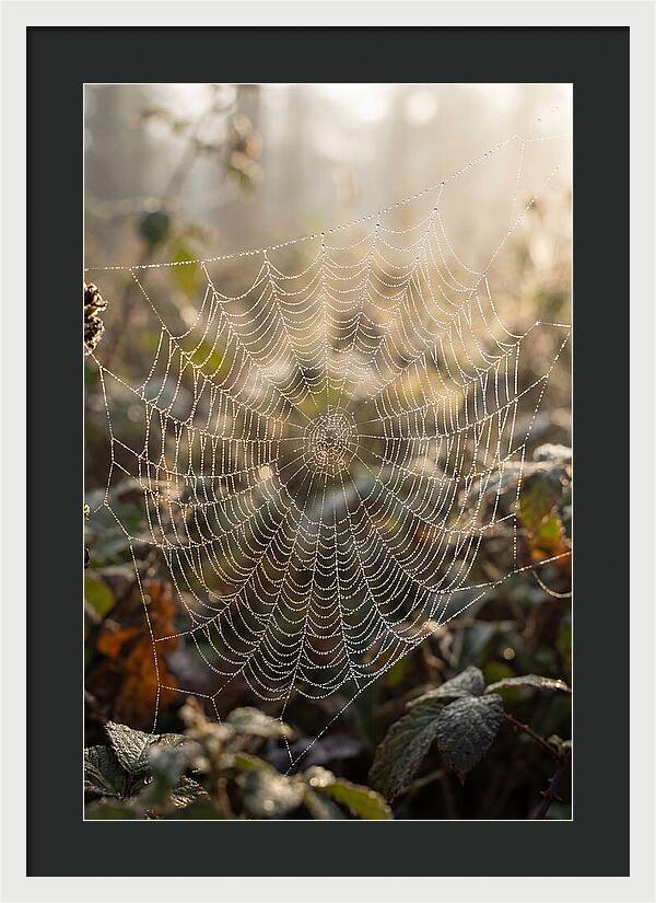 Spider Web Glimmering In Morning Light