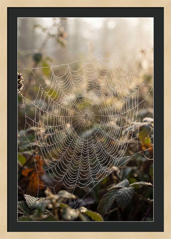 Spider Web Glimmering In Morning Light