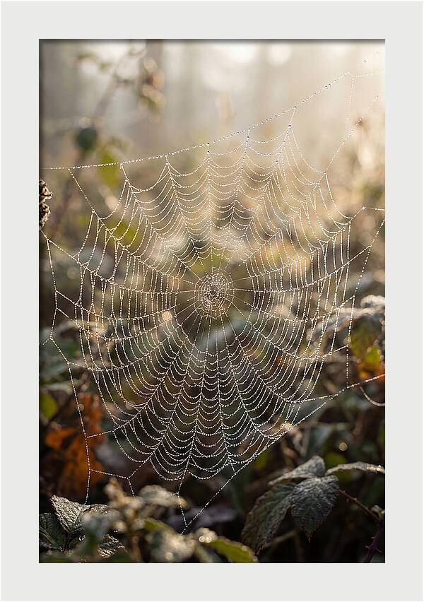 Spider Web Glimmering In Morning Light