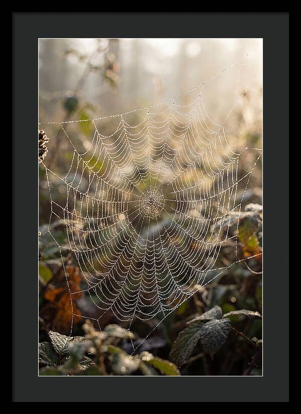 Spider Web Glimmering In Morning Light