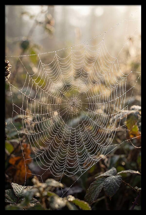 Spider Web Glimmering In Morning Light
