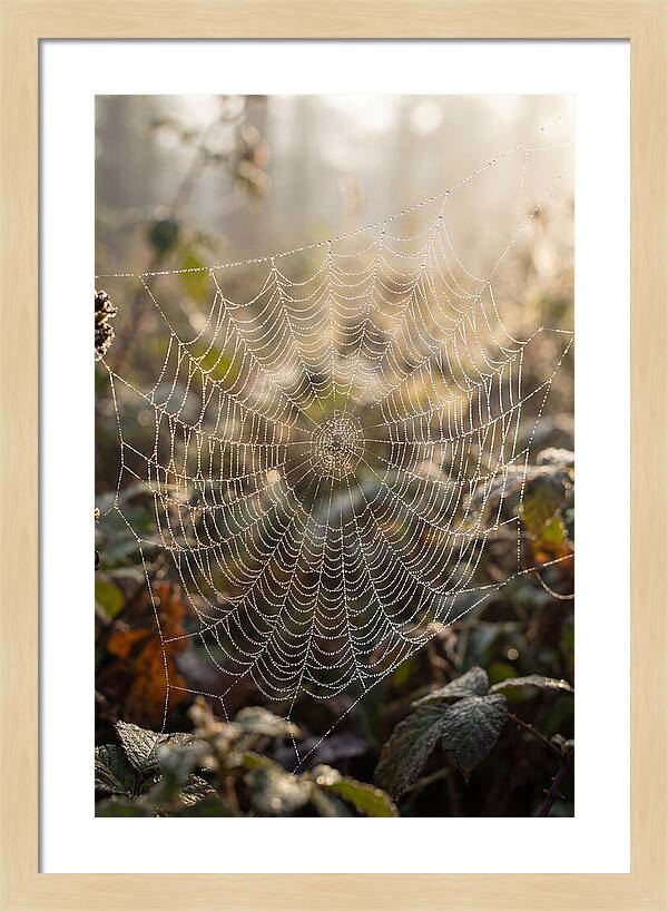 Spider Web Glimmering In Morning Light