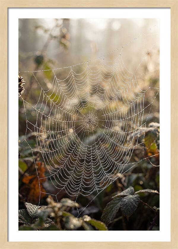 Spider Web Glimmering In Morning Light