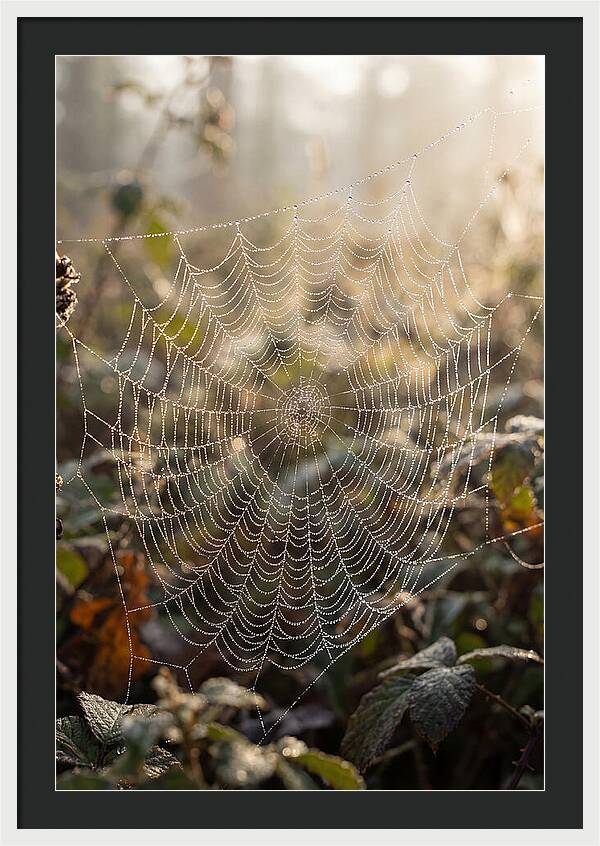 Spider Web Glimmering In Morning Light
