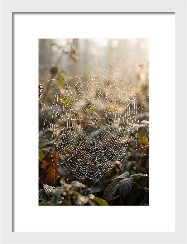 Spider Web Glimmering In Morning Light