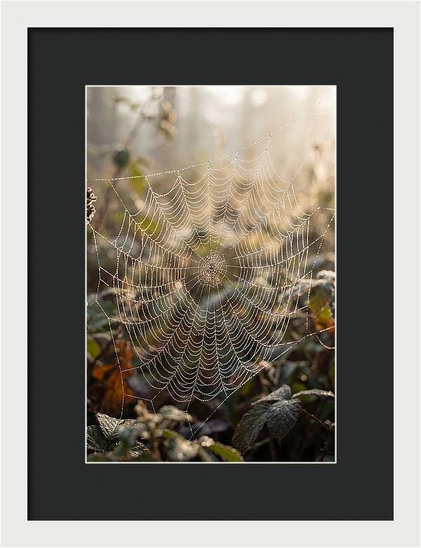Spider Web Glimmering In Morning Light