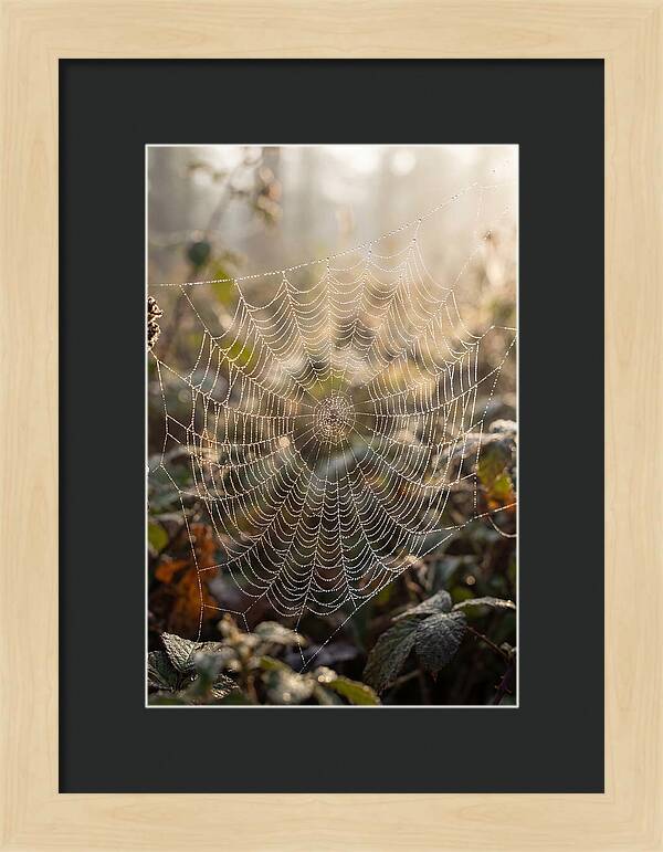 Spider Web Glimmering In Morning Light
